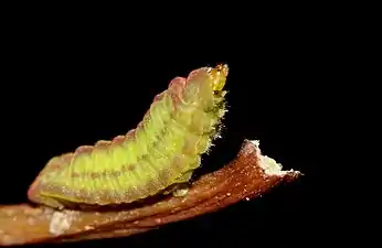 Larva