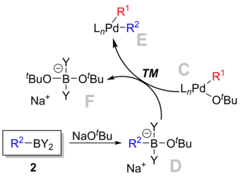 Transmetallation in Suzuki reaction.