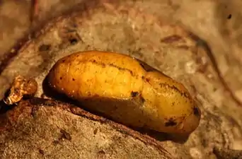 Pupa