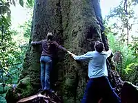 Tree Huggers at Huon Bush Retreats