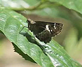 Ventral view