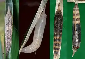 Pupa