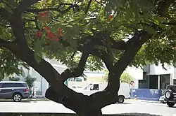 Tree in Condadito