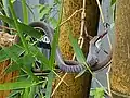 Bronzeback eating a frog