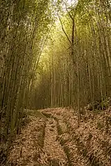 Trail at the park, Petrópolis