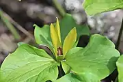 Trillium chloropetalum variety chloropetalum with yellowish-green petals observed on March 17 in Marin County, California