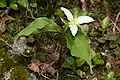 Pacific trillium (Trillium ovatum)