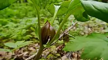 Idaho trillium (Trillium petiolatum)