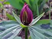 Trillium sessile flower with relatively long stamens on April 9 in Fairfax County, Virginia USA