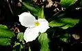 White trillium (Trillium grandiflorum)