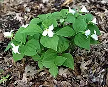 A sterile hybrid between Trillium cernuum and T. grandiflorum[citation needed]