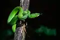 Trimeresurus fucatus from Khao Sok National Park, Thailand