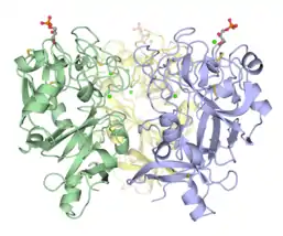 Trimeric Xenopus embryonic epidermal lectin carbohydrate-recognition domain (XEEL-CRD). Extensive biophysical investigations conclusively indicate that XEEL-CRD is trimeric in solution despite lacking the intermolecular disulfide bonds found in hIntL-1.