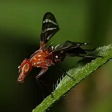 The elaborate decoration of Tritoxa incurva Ulidiidae