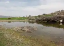 Shallow pond with shrubs and meadows in the background