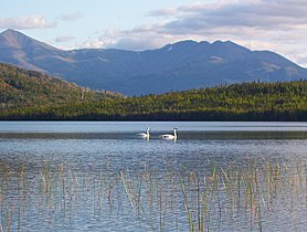 Trumpeter swans on Lower Ohmer Lake.