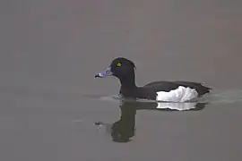 Adult male, Sikkim, India