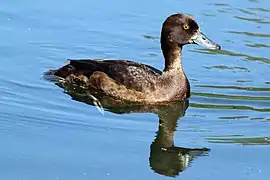 Female, WWT London Wetland Centre