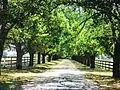 An avenue of heritage-listed English Elm at Tulliallan, Melbourne, Victoria