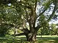 Turkey Oak at Chateau-Sur-Mer