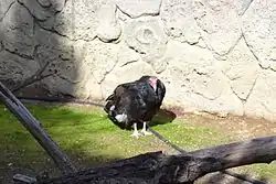 Turkey vulture