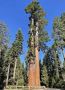 Twin Sisters Trees