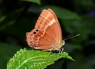 Ventral view