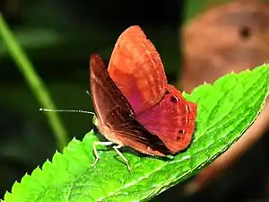 Dorsal view