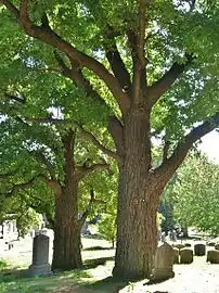 Two old sassafras trees