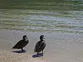 Two white-cheeked pintails on the Island of Santa Cruz in the Galápagos Islands