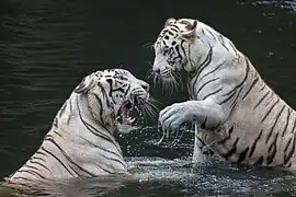 Tigers playing in water