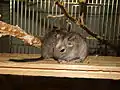 Two young common degus