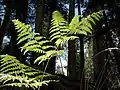 Fronds of bracken