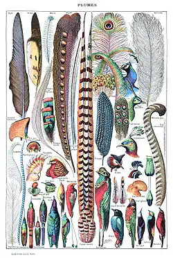 Types de plumes Larousse pour tous 1907–1910