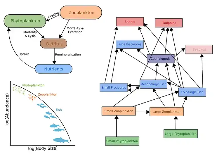       Upper left: Biogeochemical models                        Right: Ecosystem models      Lower left: Size-spectra modelsThese models also have temporal and spatial components.