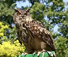 Eurasian eagle-owlBubo bubo