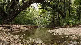 Rocky ground within a tropical forest.