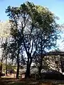 Old unpollarded Exeter Elm, Lochend Park, Edinburgh, showing pendulous branch