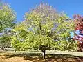 Ulmus carpinifolia in Golden Valley Tree Park, Western Australia, planted in 1994 (May 2022)