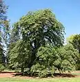 'Horizontalis', Ballarat Botanical Garden, Victoria