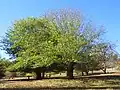 Two Ulmus glabra Huds. in Golden Valley Tree Park, Western Australia, planted early 20th century (May 2022)