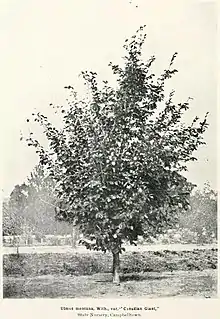 'Canadian Giant' , State Nursery, Campbelltown, New South Wales