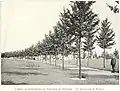 'Sarniensis' in Naarden, the U. monumentalis or monumentaaliep [:monumental elm] of The Netherlands