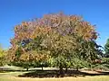 Ulmus parvifolia, Golden Valley Tree Park, Western Australia, planted in 1982 (May 2022)