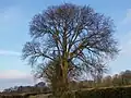 Ulmus × hollandica in Lincolnshire hedgerow