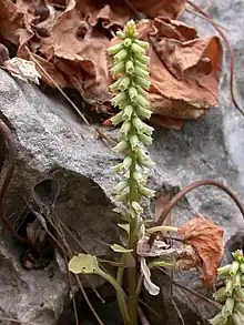 Umbilicus intermedius, the common pennywort