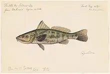 An 1865 watercolor umbrina painting by Jacques Burkhardt.