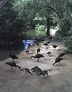 Egyptian geese and spur-winged geese at Umdoni Bird Sanctuary.