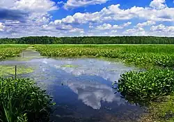 Conneaut Marsh in Union Township