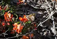 Unknown butterfly on the Horsnell Gulley walk